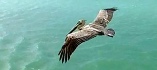 Florida